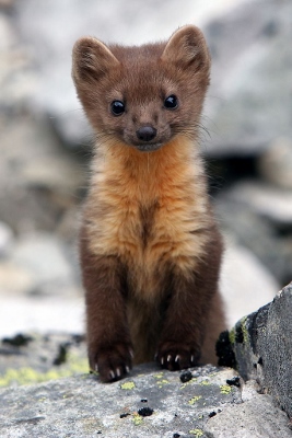 Pine Marten (267x400).jpg